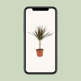Dracaena Magenta