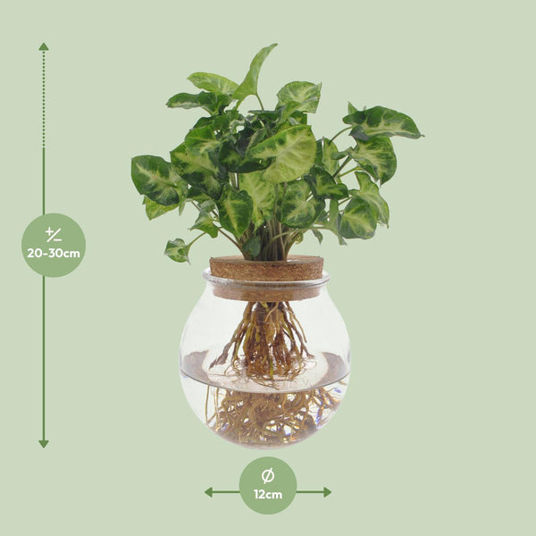 Syngonium Pixie
