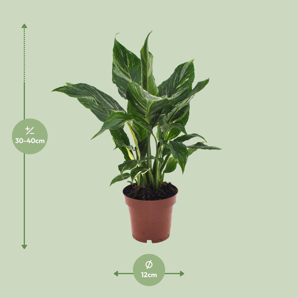 Spathiphyllum Diamond