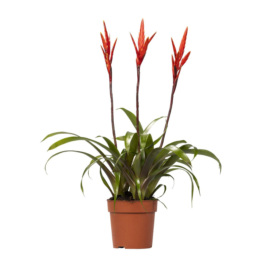Vriesea Elan Toef