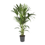 Howea Forsteriana