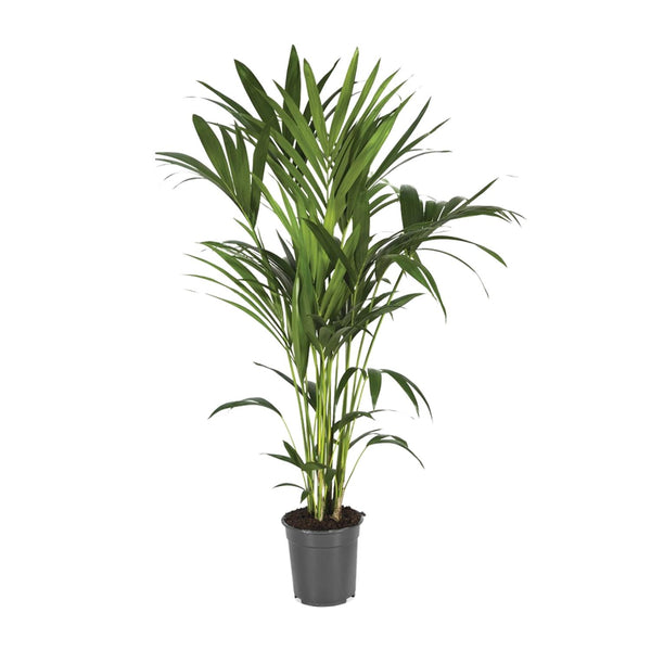 Howea Forsteriana