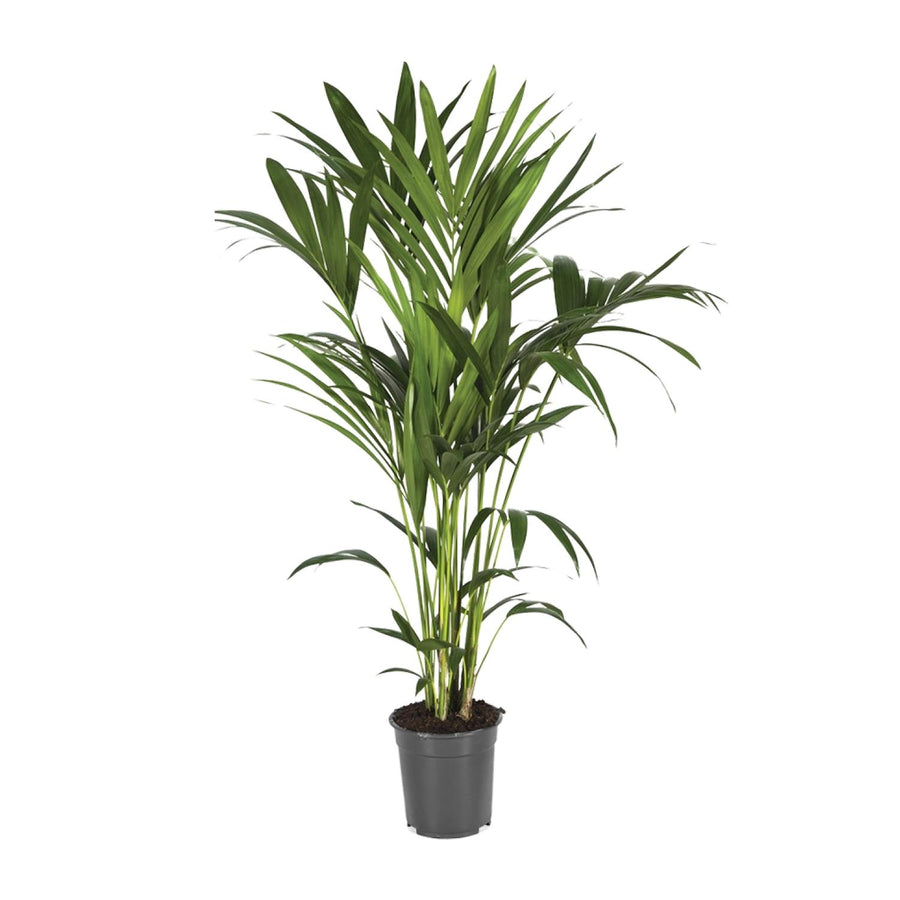 Howea Forsteriana