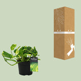 Scindapsus (Epipremnum) N'joy Gold