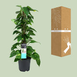 Scindapsus (Epipremnum)