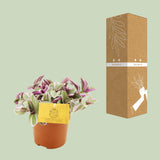 Tradescantia Sweetness
