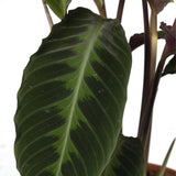 Calathea Warscewiczii - Peacock plant