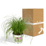 Cyperus Alternifolius - Cat grass