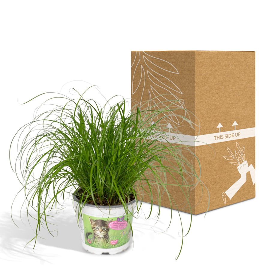 Cyperus Alternifolius - Cat grass