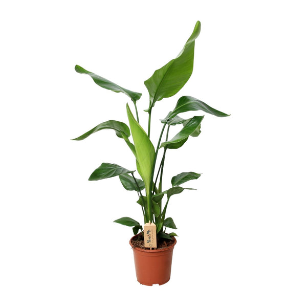 PROMO - Strelitzia Nicolai