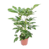 Schefflera Actinophylla Amate