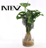 Monstera in Cylinder glas
