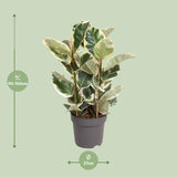 Ficus Elastica Tineke