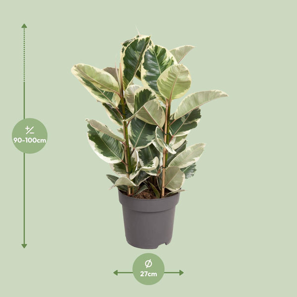 Ficus Elastica Tineke