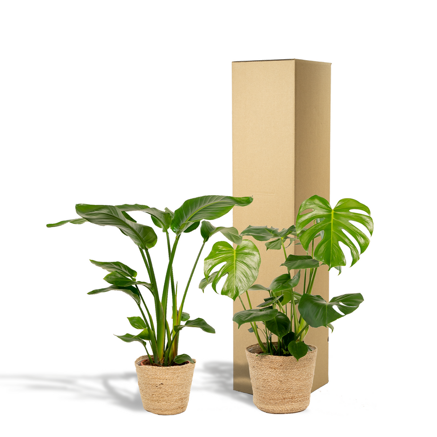Strelitzia Nicolai + Monstera Deliciosa + Mand Selin
