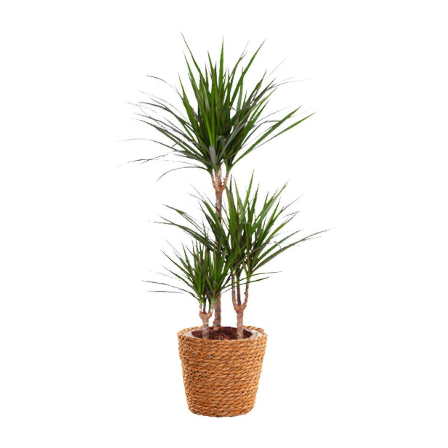 Dracaena Marginata + seagrass basket