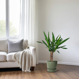 Yucca