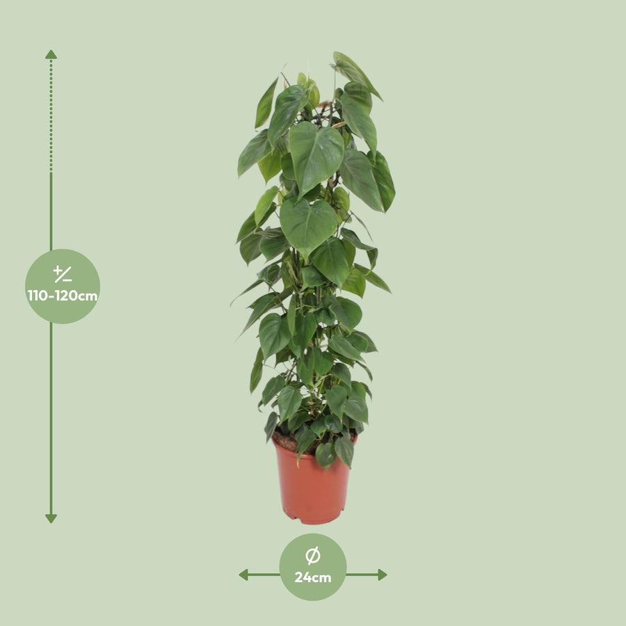 Philodendron Scandens