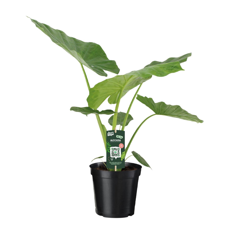 Alocasia Macrorrhiza