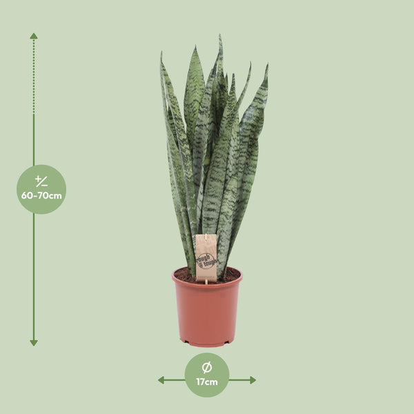 Sansevieria Zeylanica