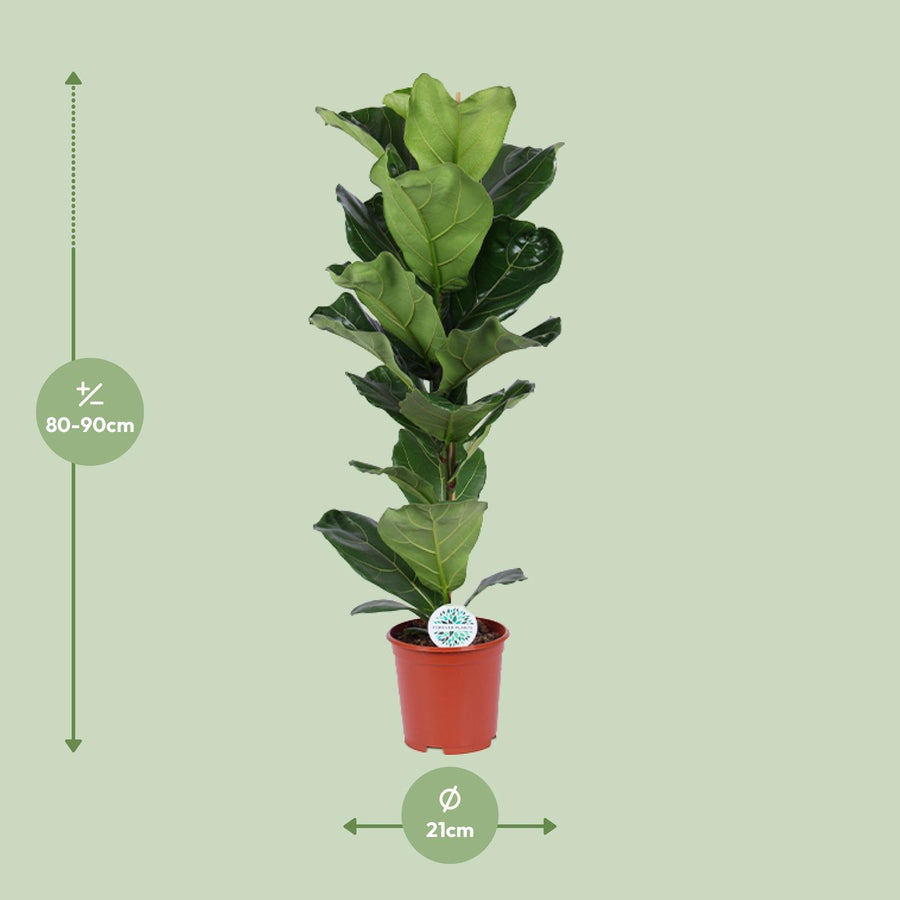 Ficus Lyrata