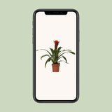 Guzmania Happiness