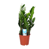 Zamioculcas Zamiifolia
