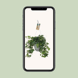Hedera Helix Groen - Hangpot Wit / Basic