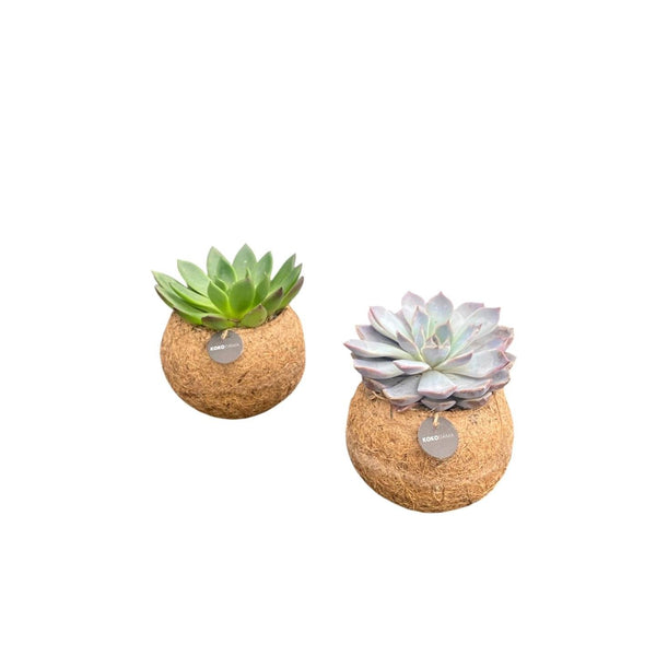 Kokodama Echeveria mix staand - Ø12 cm - set van 2