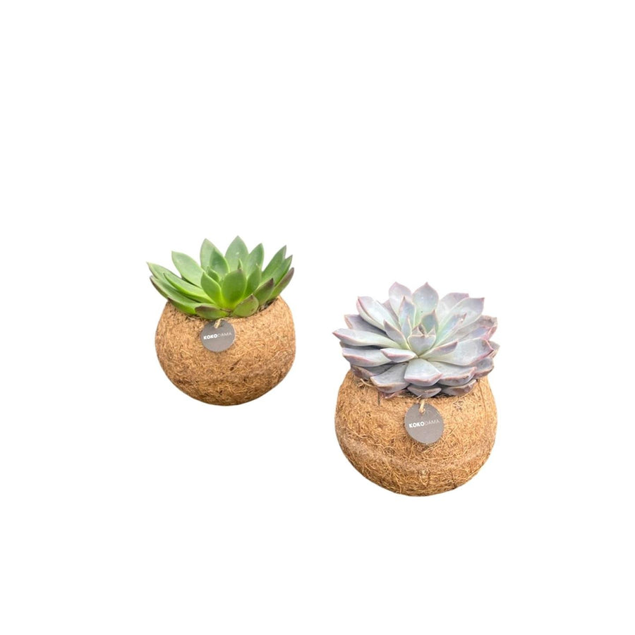 Kokodama Echeveria mix staand - Ø12 cm - set van 2