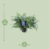 Phlebodium Aureum Blue Star