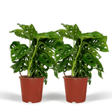 2x Monstera Monkey Leaf - Gatenplant