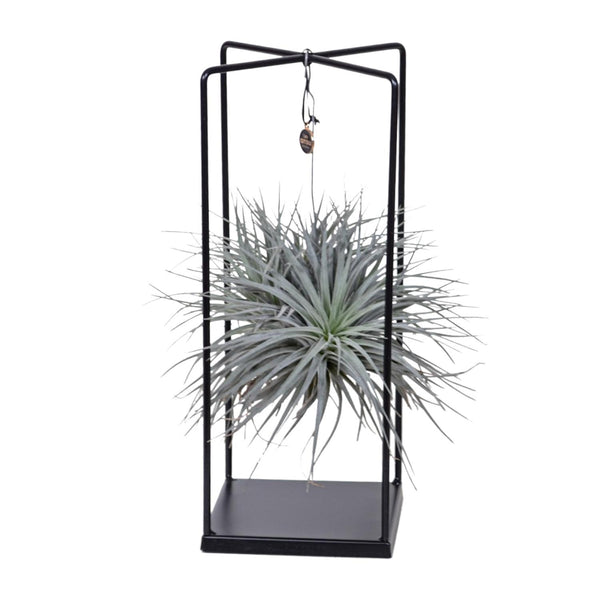 Tillandsia Mix 1 piece