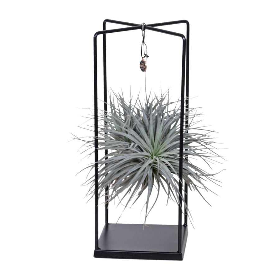 Tillandsia Mix 1 piece