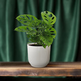Monstera Monkey Leaf (Gatenplant)