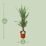 Yucca