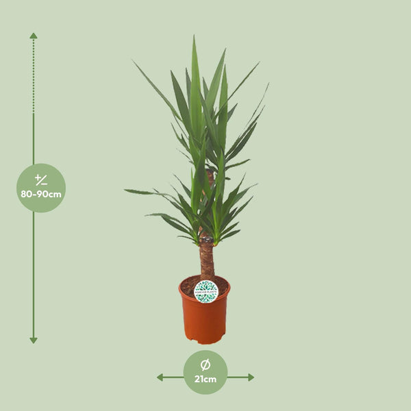 Yucca