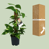 Scindapsus Epipremnum