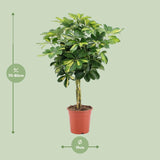 Schefflera Arboricola Gold Capella