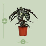 Alocasia Polly