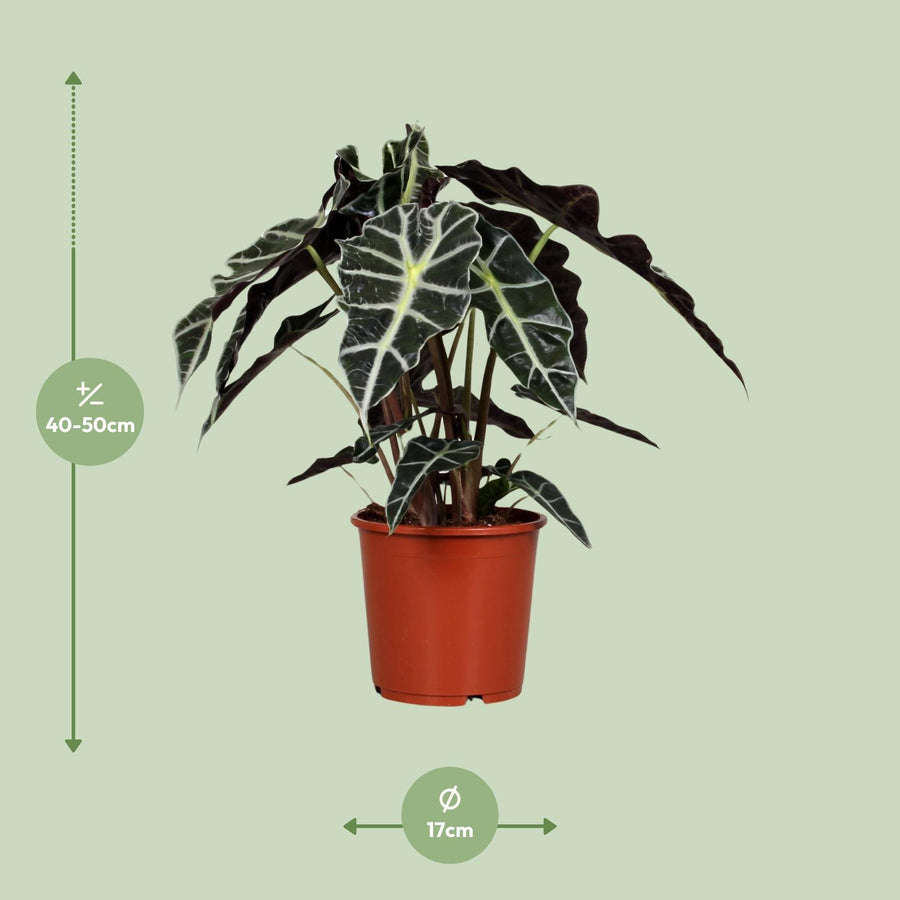 Alocasia Polly