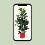 Ficus Cyathistipula