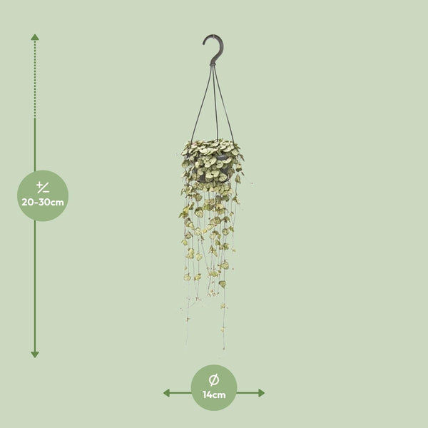 Ceropegia Woodii Hang