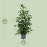 Ficus benjamina Danielle