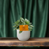 Senecio Cephalophorus