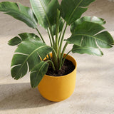 Pot Elho Jazz Round Amber Yellow - D14