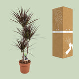 Dracaena Magenta
