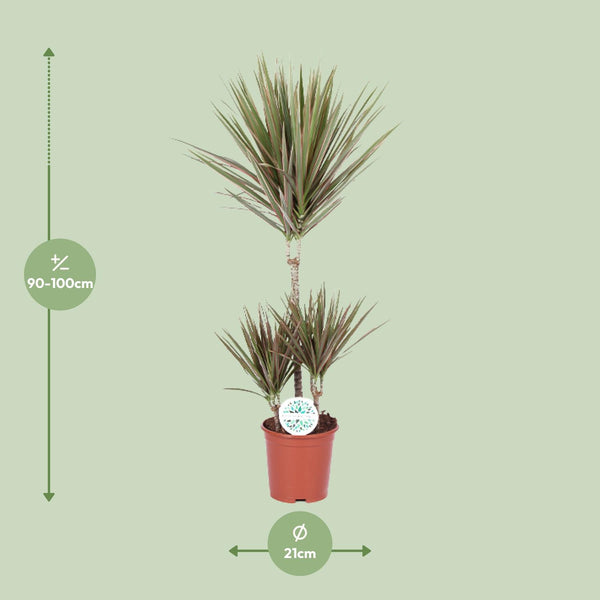 Dracaena Bicolor