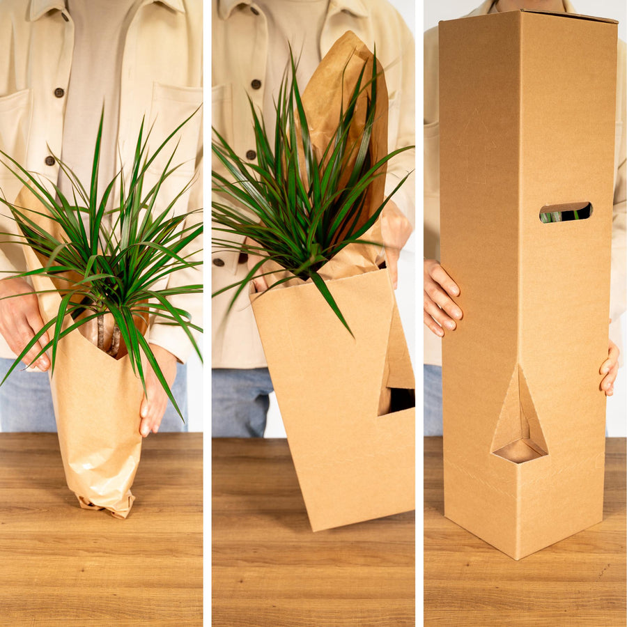 Outsider box