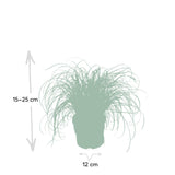 Cyperus Alternifolius - Cat grass